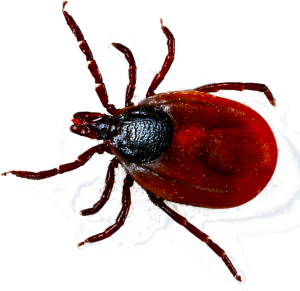 Tick insect PNG-51905